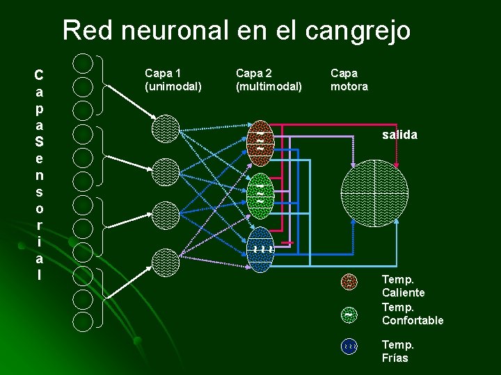 Red neuronal en el cangrejo Capa 1 (unimodal) Capa 2 (multimodal) Capa motora ~