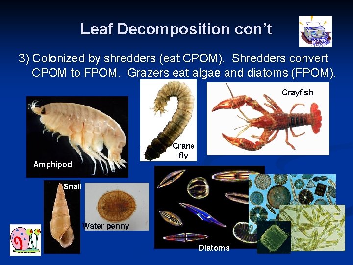 Leaf Decomposition con’t 3) Colonized by shredders (eat CPOM). Shredders convert CPOM to FPOM.