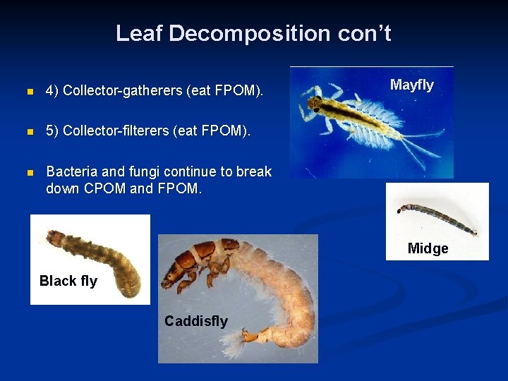 Leaf Decomposition con’t n 4) Collector-gatherers (eat FPOM). n 5) Collector-filterers (eat FPOM). n