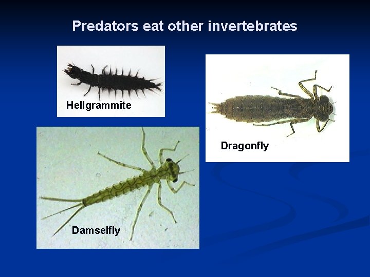 Predators eat other invertebrates Hellgrammite Dragonfly Damselfly 