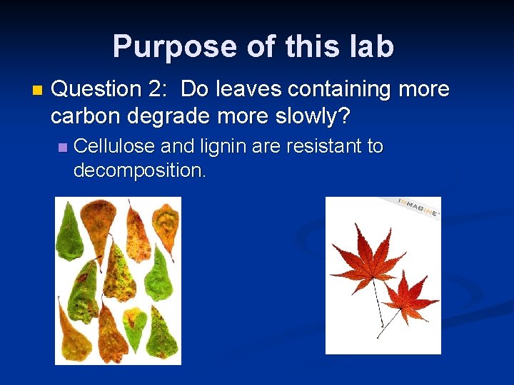 Purpose of this lab n Question 2: Do leaves containing more carbon degrade more