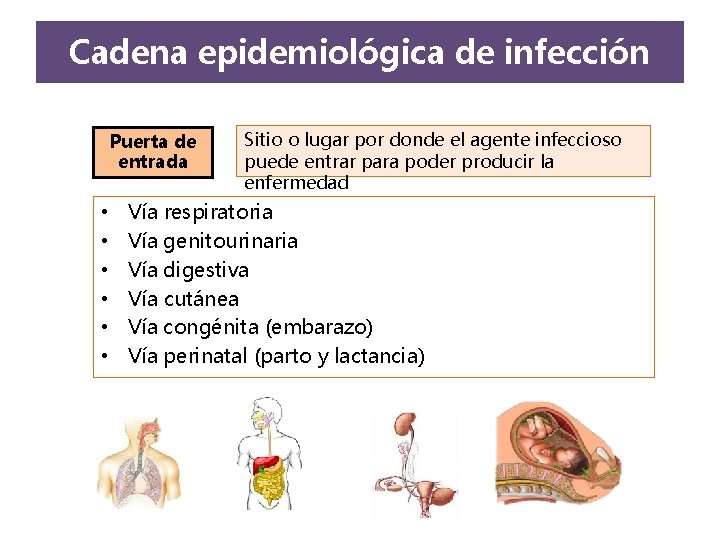Cadena epidemiológica de infección Puerta de entrada • • • Sitio o lugar por Cadena epidemiológica de infección Puerta de entrada • • • Sitio o lugar por