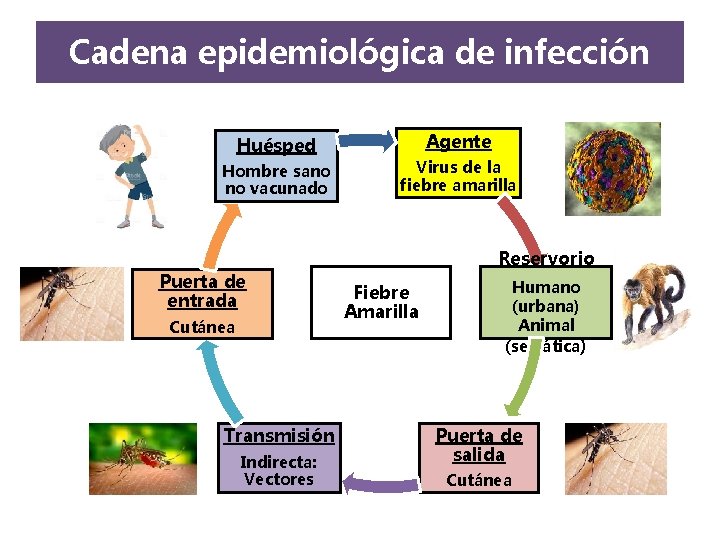 Cadena epidemiológica de infección Huésped Agente Hombre sano no vacunado Virus de la fiebre Cadena epidemiológica de infección Huésped Agente Hombre sano no vacunado Virus de la fiebre