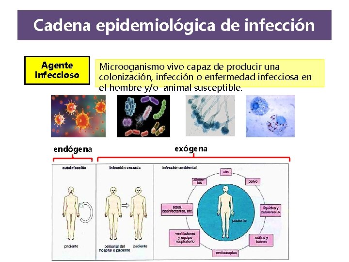 Cadena epidemiológica de infección Agente infeccioso endógena Microoganismo vivo capaz de producir una colonización, Cadena epidemiológica de infección Agente infeccioso endógena Microoganismo vivo capaz de producir una colonización,