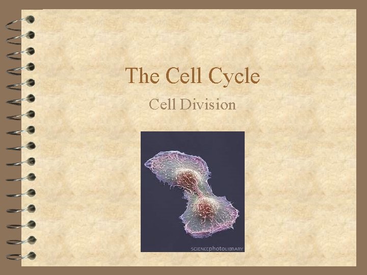 The Cell Cycle Cell Division 