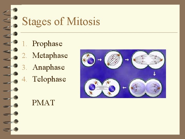 Stages of Mitosis 1. Prophase 2. Metaphase 3. Anaphase 4. Telophase PMAT 