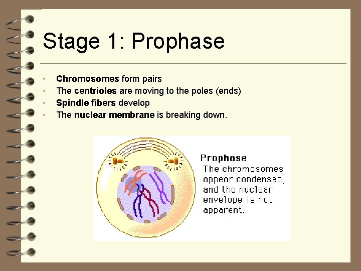 Stage 1: Prophase • • Chromosomes form pairs The centrioles are moving to the