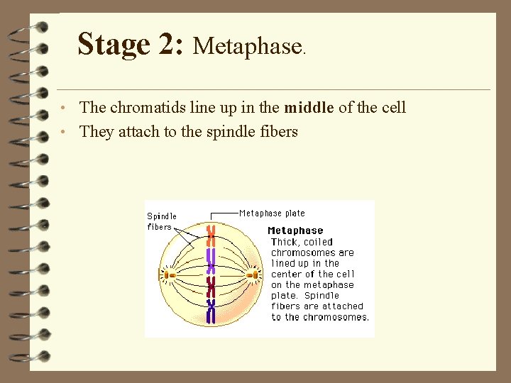 Stage 2: Metaphase. • The chromatids line up in the middle of the cell