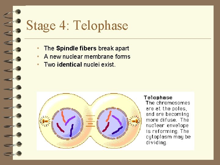 Stage 4: Telophase • The Spindle fibers break apart • A new nuclear membrane