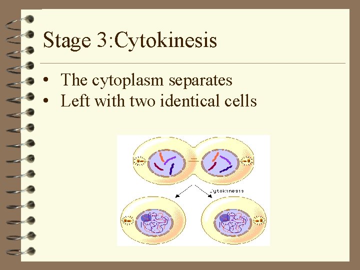 Stage 3: Cytokinesis • The cytoplasm separates • Left with two identical cells 