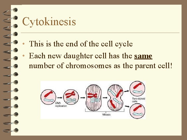 Cytokinesis • This is the end of the cell cycle • Each new daughter