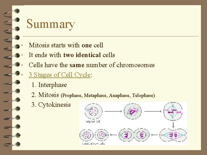 Summary • Mitosis starts with one cell • It ends with two identical cells