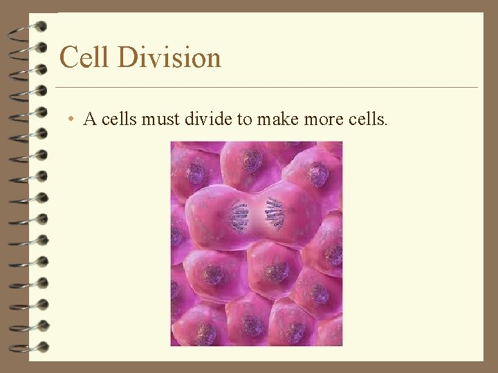 Cell Division • A cells must divide to make more cells. 