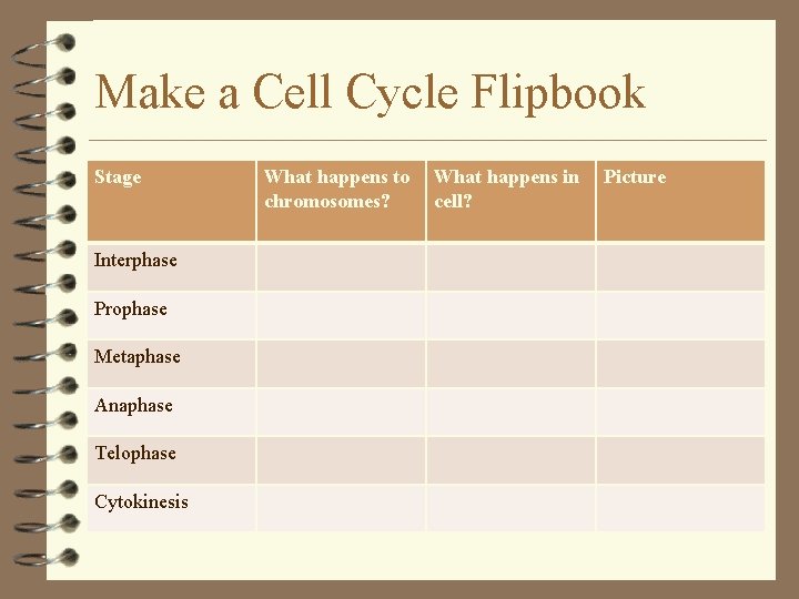 Make a Cell Cycle Flipbook Stage Interphase Prophase Metaphase Anaphase Telophase Cytokinesis What happens