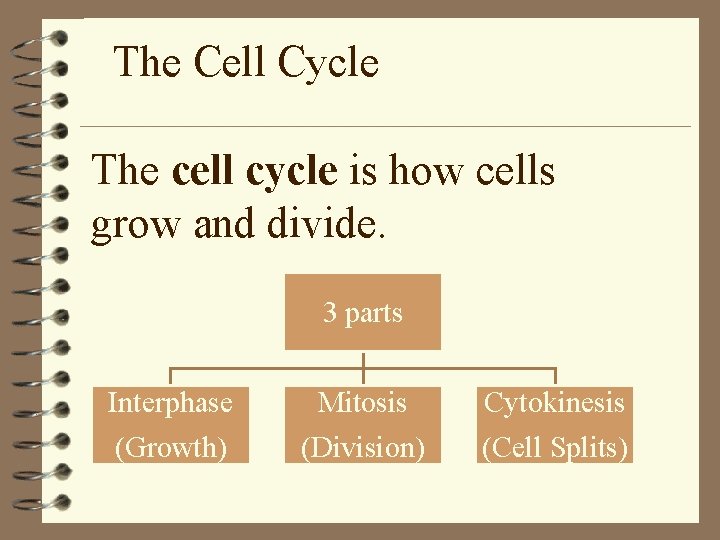 The Cell Cycle The cell cycle is how cells grow and divide. 3 parts