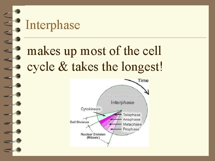 Interphase makes up most of the cell cycle & takes the longest! 