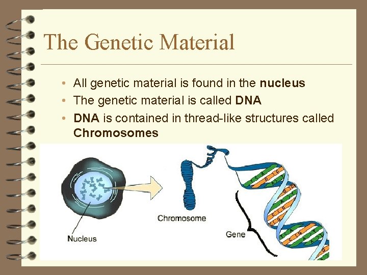 The Genetic Material • All genetic material is found in the nucleus • The