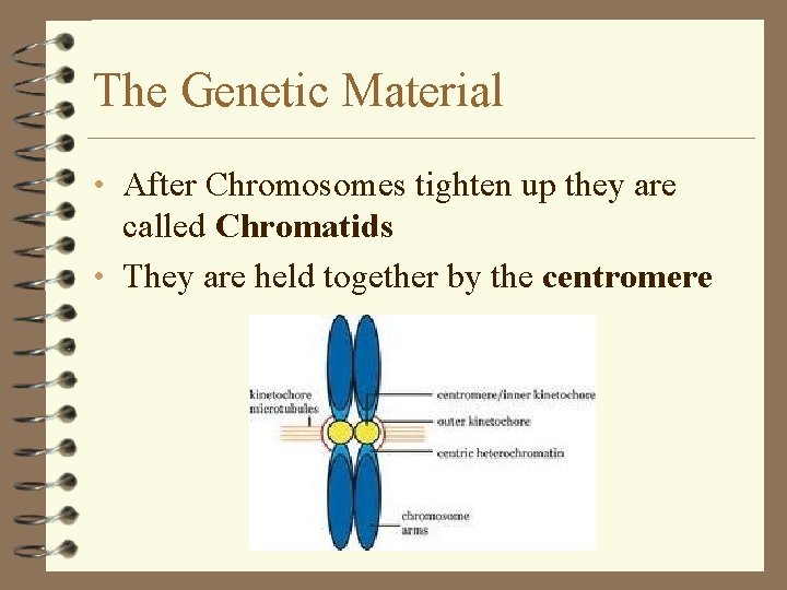 The Genetic Material • After Chromosomes tighten up they are called Chromatids • They