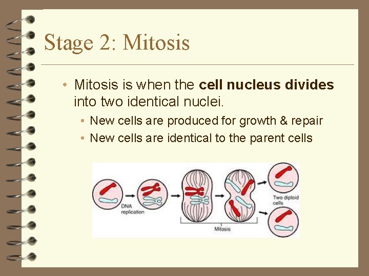 Stage 2: Mitosis • Mitosis is when the cell nucleus divides into two identical