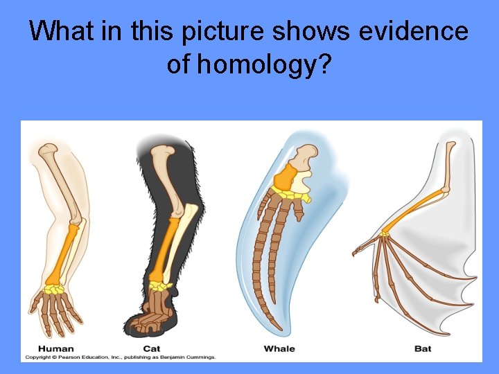 What in this picture shows evidence of homology? 