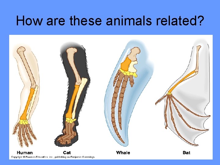 How are these animals related? 