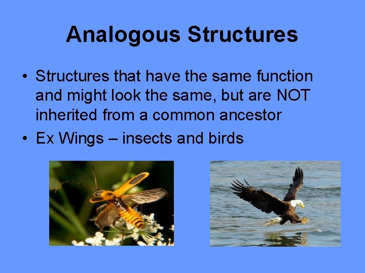 Analogous Structures • Structures that have the same function and might look the same,
