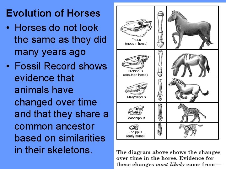 Evolution of Horses • Horses do not look the same as they did many