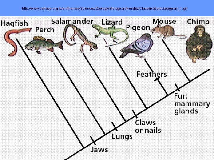 http: //www. cartage. org. lb/en/themes/Sciences/Zoology/Biologicaldiverstity/Classification/cladogram_1. gif 