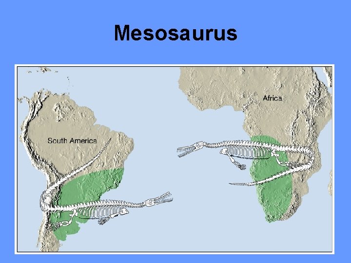 Mesosaurus 