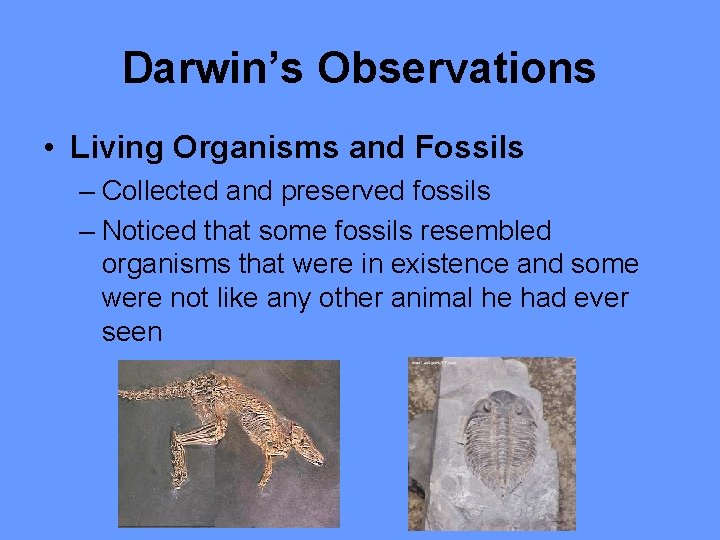 Darwin’s Observations • Living Organisms and Fossils – Collected and preserved fossils – Noticed
