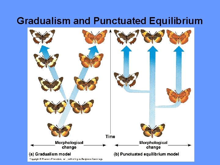 Gradualism and Punctuated Equilibrium 