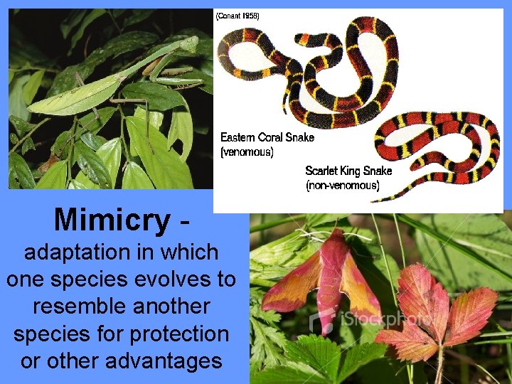 Mimicry adaptation in which one species evolves to resemble another species for protection or