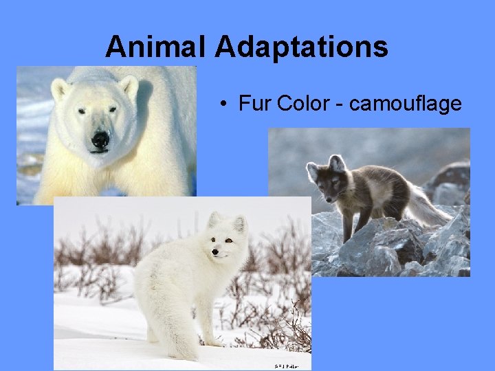 Animal Adaptations • Fur Color - camouflage 