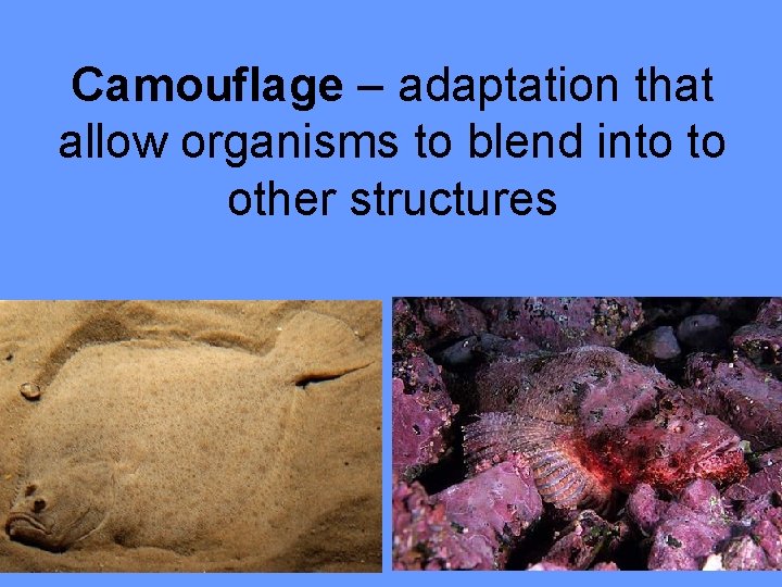 Camouflage – adaptation that allow organisms to blend into to other structures 