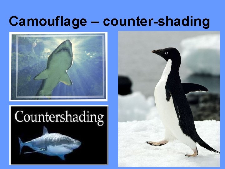 Camouflage – counter-shading 