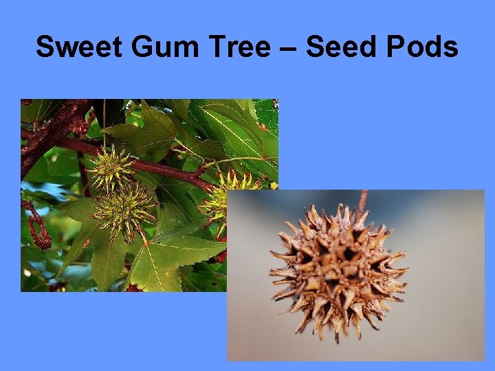 Sweet Gum Tree – Seed Pods 