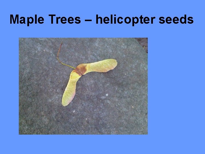 Maple Trees – helicopter seeds 