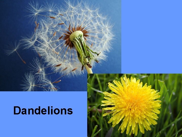 Dandelions 