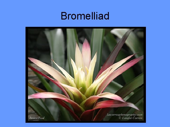 Bromelliad 