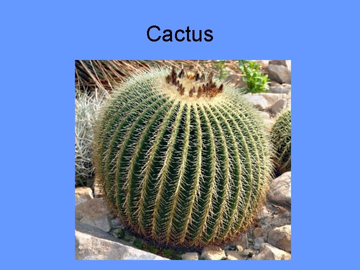 Cactus 