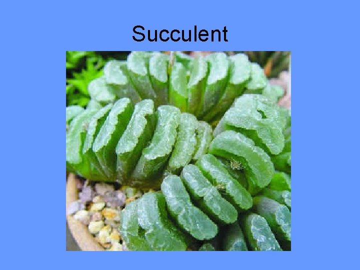 Succulent 
