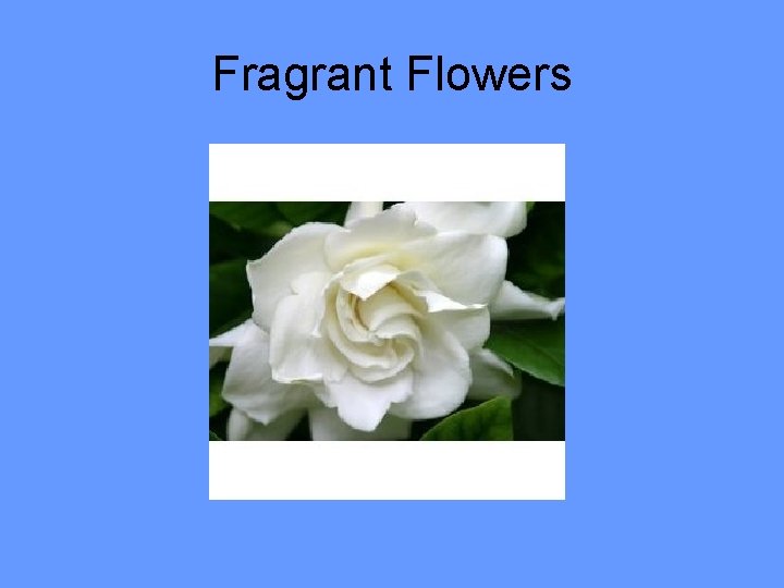 Fragrant Flowers 