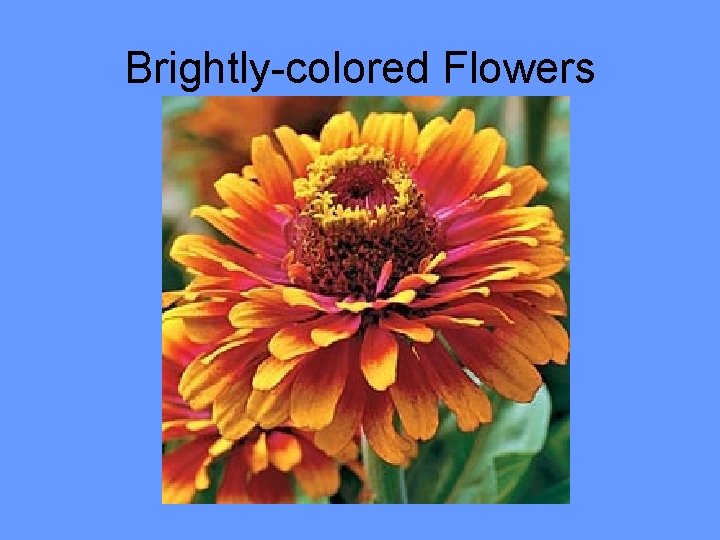 Brightly-colored Flowers 