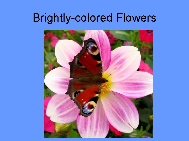 Brightly-colored Flowers 