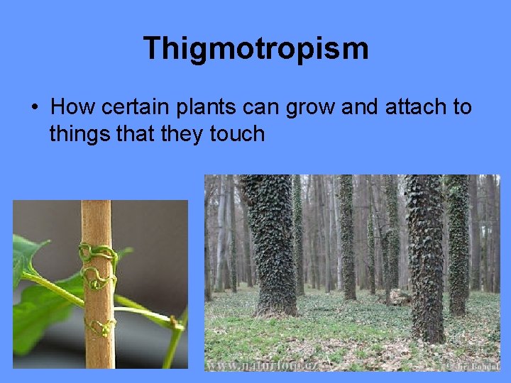 Thigmotropism • How certain plants can grow and attach to things that they touch