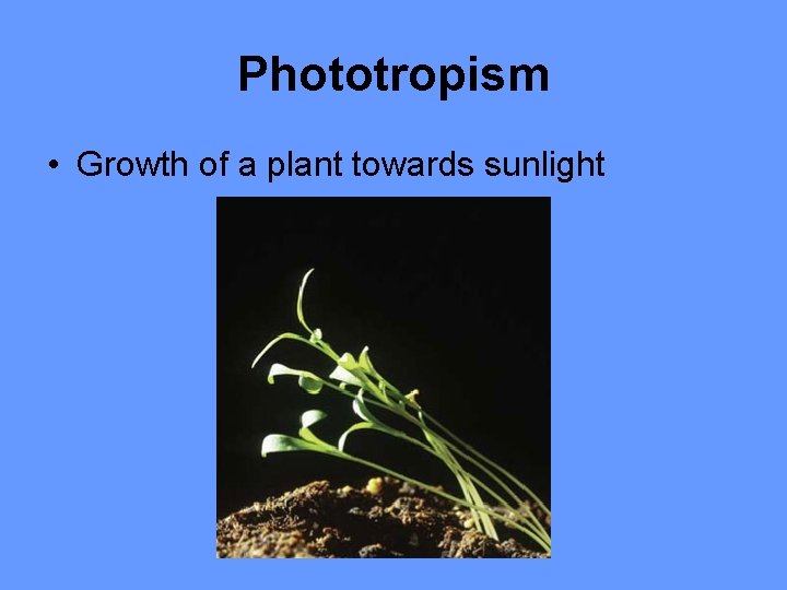 Phototropism • Growth of a plant towards sunlight 