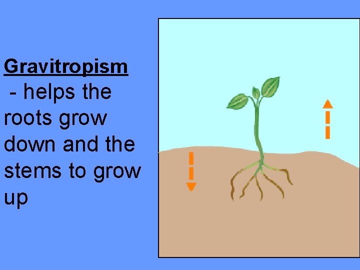 Gravitropism - helps the roots grow down and the stems to grow up 