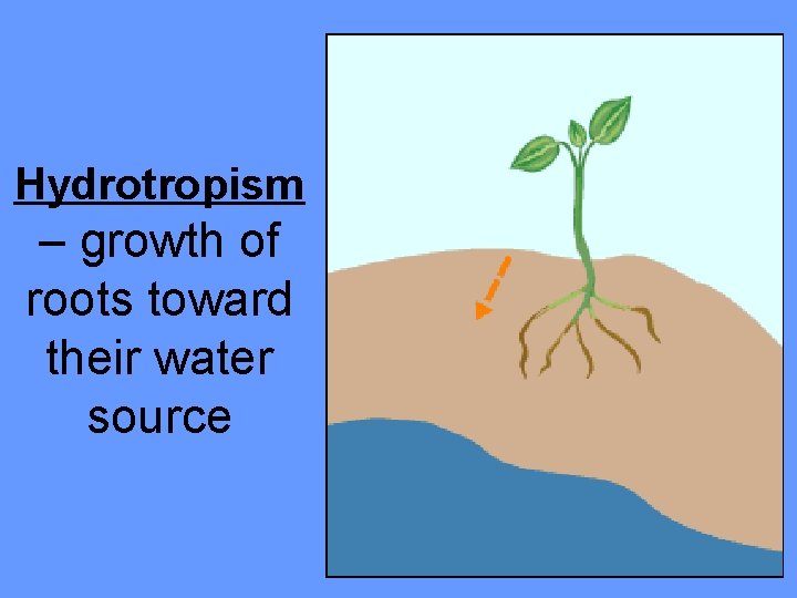 Hydrotropism – growth of roots toward their water source 