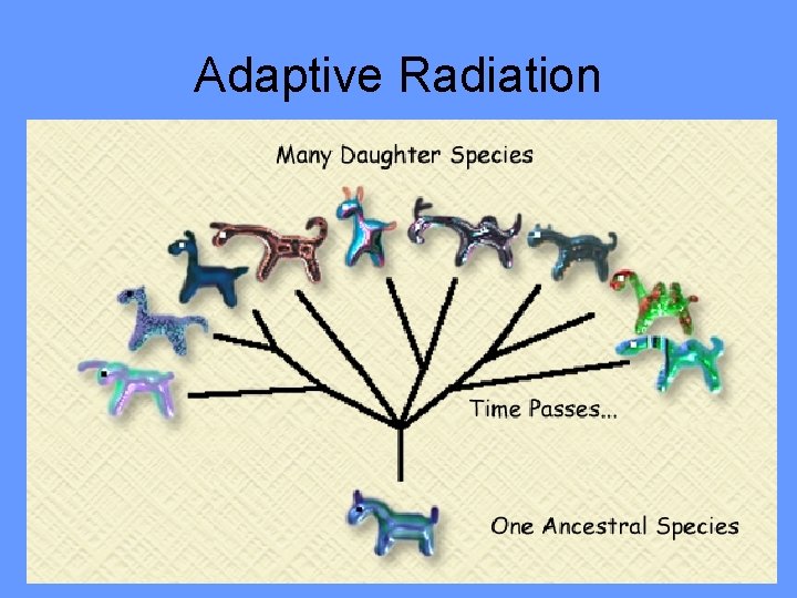 Adaptive Radiation 