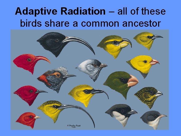 Adaptive Radiation – all of these birds share a common ancestor 